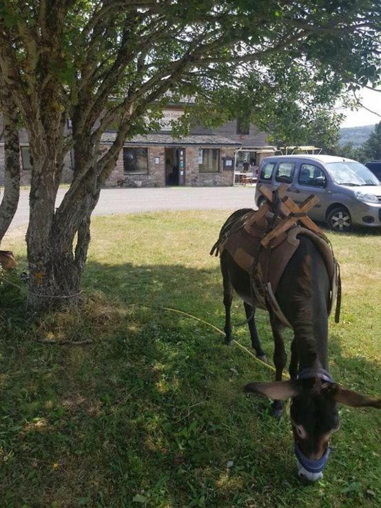 Hotel Chalet du Mont Lozère à Cubieres Extérieur photo
